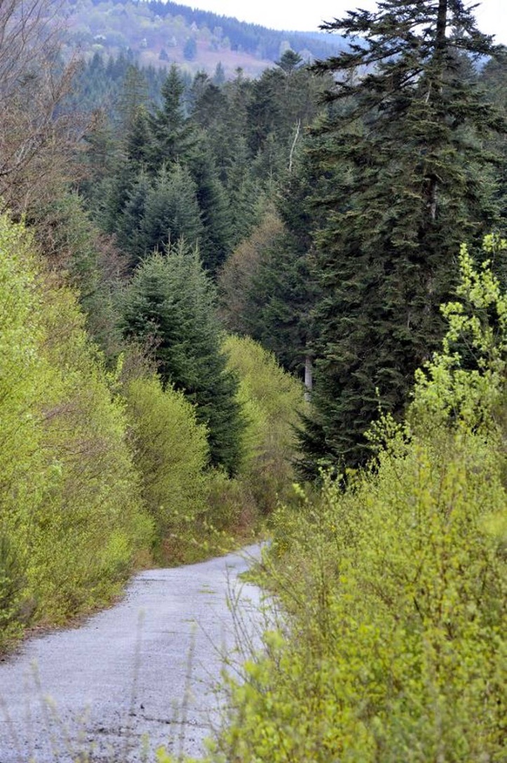 Une route de Faux la Montagne